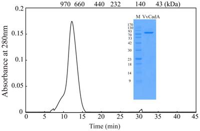 Biochemical Characterization and Phylogenetic Analysis of the Virulence Factor Lysine Decarboxylase From Vibrio vulnificus